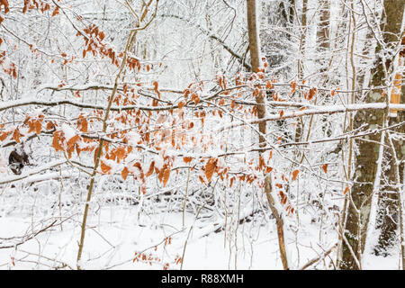 Foglie di autunno a sinistra sui rami nella foresta di inverno Foto Stock