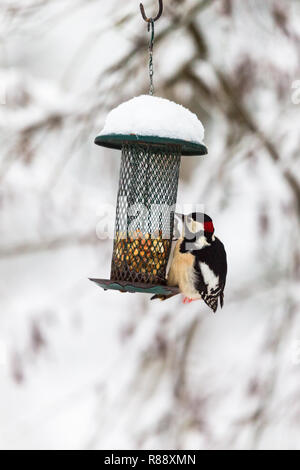 Gli alimentatori di uccelli in inverno con un Picchio rosso maggiore Foto Stock