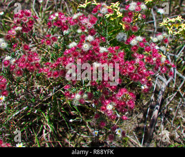 Fiore selvatico nativo dell'australia occidentale, ottimo per una facile composizione dei fiori - varietà rosse e bianche con effetto frange - sembra anche buono quando asciugato Foto Stock