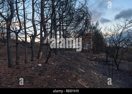 Bruciò sempreverde Pino foresta a caldo tramonto Foto Stock