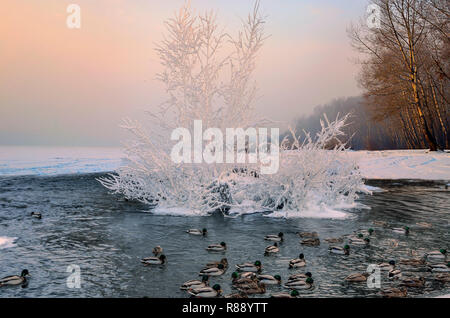 Inverno rosa alba sul fiume sul bordo della foresta dove anatre galleggianti in acqua trascorrere l'inverno. Su una piccola isola è un arbusto con coperchio di brina Foto Stock