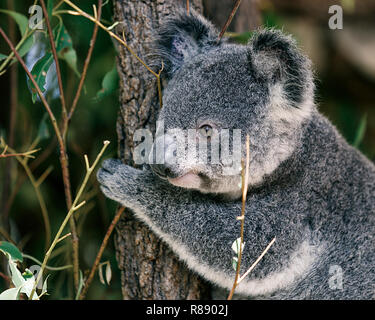 Bella koala, Brisbane Foto Stock