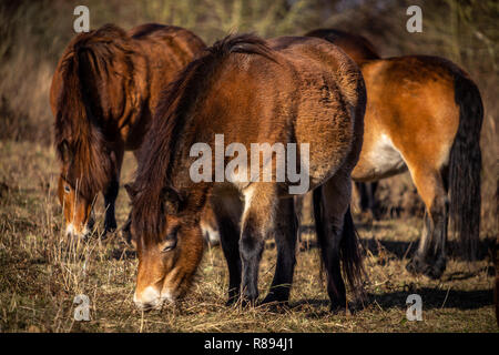 Primo piano sul sentito parlare di cavalli selvaggi, exmoor pony pascolano in Masovice, Podyji, Repubblica Ceca Foto Stock