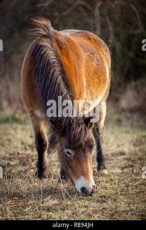 Wild Horse, exmoor pony pascolano in Masovice, Podyji, Repubblica Ceca Foto Stock