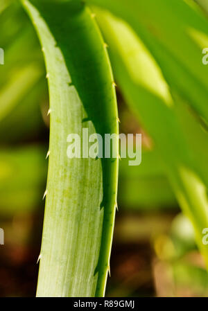 Impressionante eryngium pandanifolium foglie , la foglia è sottile e con un margine di spinosa , luce e ombra ,verde gradazione di colore ,composizione verticale Foto Stock