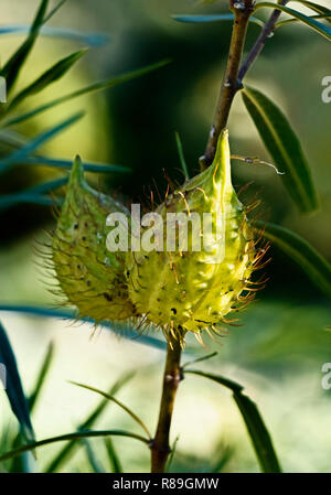 Frutti di gomphocarpus fruticosus (asclepias fruticosa -arghel -o cotone a palloncino bush ), il frutto è un palloncino come coperte con morbide dorsali , s