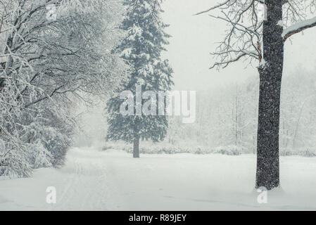 Passeggiata attraverso il nevoso inverno foresta in una bufera di neve, il paesaggio splendido Foto Stock