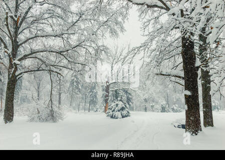 Percorso nel bosco in inverno, naturale paesaggio invernale di sfondo, un sacco di neve Foto Stock