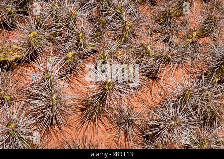 Cactus spinoso nel deserto, Argentina Foto Stock