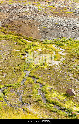 Piccoli ruscelli che corre attraverso il verde muschio coperchio di messa a terra Foto Stock