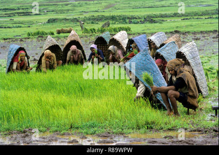 Gli agricoltori che lavorano in risaia, Maharashtra, India Foto Stock