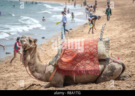 Un cammello si appoggia sulla spiaggia di Bouznika, Casablanca-Settat, Benslimane, Marocco Foto Stock