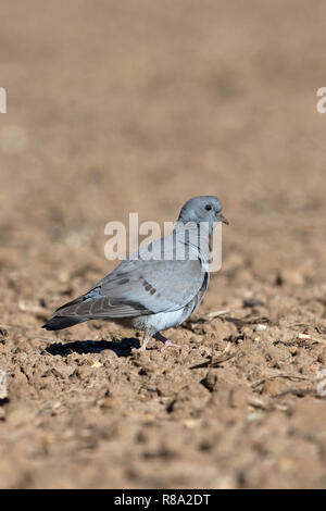 Magazzino Colomba (Columba oenas) Foto Stock