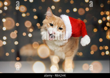 Lo zenzero cat in rosso santa hat è leccare se stessi e smack le labbra. Natale umore concetto con giallo luci garland bokeh di fondo Foto Stock