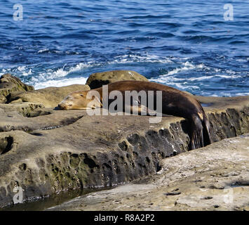 Un marrone Sea Lion giocando sulle rocce al mare di spiaggia sulla costa della California Foto Stock