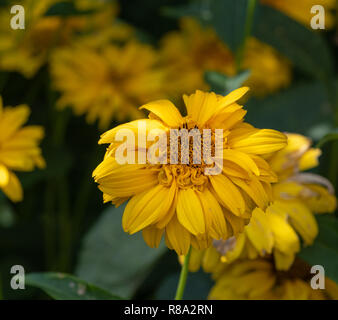 Colorato floreale outdoor immagine macro di un fiore giallo girasole false / heliopsis girasole in un campo di fiori su un soleggiato luminoso giorno di estate Foto Stock