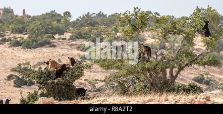 Gruppo di capre arrampicandosi tra gli alberi di Argan, Essaouira, Marocco Foto Stock