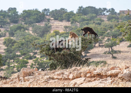 Gruppo di capre arrampicandosi tra gli alberi di Argan, Essaouira, Marocco Foto Stock