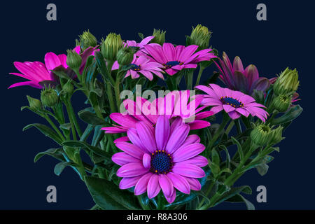 Arte Natura morta di fiori di colore immagine macro di un ampio open fioritura viola intenso rosa cape daisy / marguerite blossoms con il verde delle foglie e germogli Foto Stock