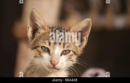 Carino gattino randagio nel deserto capanna casa Foto Stock