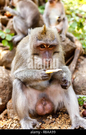 Macachi indonesiani. Abitante della foresta. Bosco Sacro. Bali scimmie. Macaca fascicularis. Foto Stock