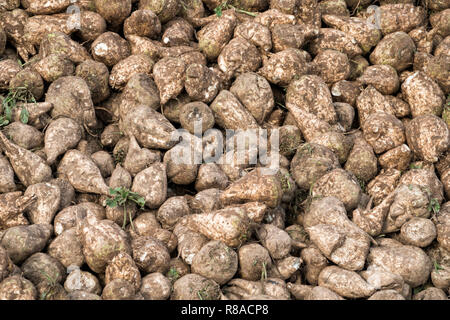 Un morsetto di barbabietole vicino Oberweser, Superiore Valle Weser, Weser Uplands, Weserbergland, Hesse, Germania Foto Stock