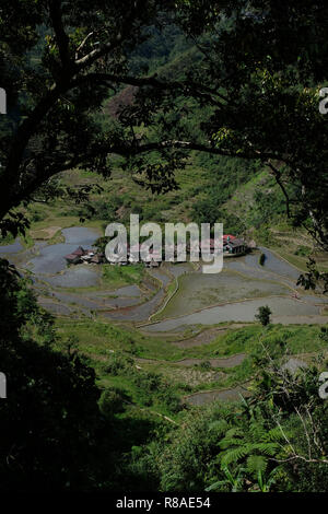 Vista dei terrazzi di riso e la cordigliera Banga-An il villaggio del popolo Ifugao, iscritto nella Lista del Patrimonio Mondiale dell'UNESCO situato nell'isola di Luzon nelle Filippine, Foto Stock