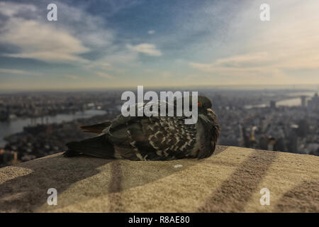 Una colomba che si affaccia su New York dall'alto Foto Stock