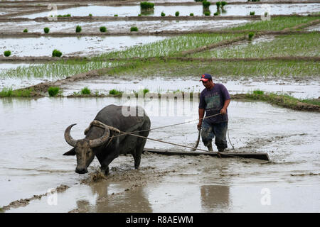 Un agricoltore filippino prepara il campo per il riso piantagione utilizzando Carabao, noto anche come il Asian bufalo indiano di acqua in Isabela Provincia delle Filippine Foto Stock