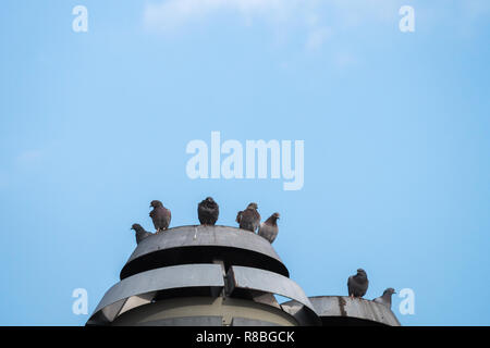 Vista di un gregge di comune o Rock piccioni. Foto Stock