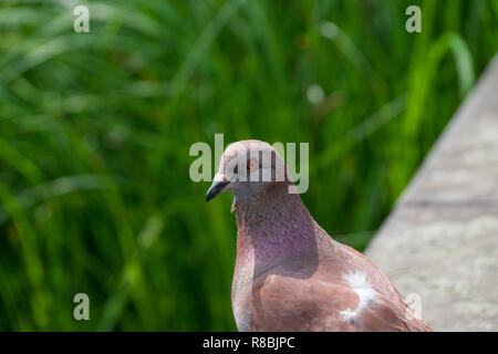 Close-up di una tortora (Streptopelia turtur) nella parte anteriore di piante verdi. Foto Stock