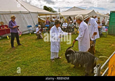 A giudicare si avvicina al completamento nel specialista sezione di pecora a Bridgend Visualizza nell'estate,con display tende dietro.tenutosi a Pencoed Agricultural College Foto Stock