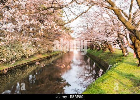 Fiori Ciliegio al castello di Hirosaki Park in Hirosaki, Aomori, Giappone Foto Stock