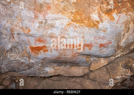 San dipinti a Truitjieskraal del Cederberg montagne della provincia del Capo occidentale del Sud Africa. Eland sono visibili Foto Stock