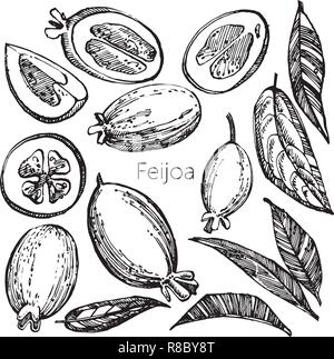 Raccolta di feijoa frutta, fiori, foglie e feijoa slice. Vettore disegnati a mano illustrazione. Illustrazione Vettoriale