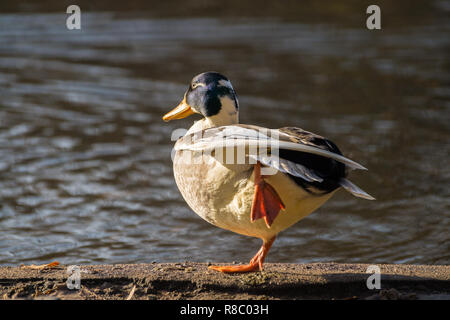 Close-up di un maschio le anatre domestiche (Anas platyrhynchos) che sorge su una gamba. Foto Stock