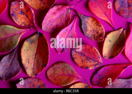 Abstract sfondo con foglie morte su una rosa di sfondo testurizzata Foto Stock
