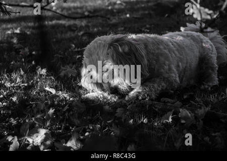 Una immagine in bianco e nero di un cane Cavachon (Canis lupus familiaris) masticare su un Memory Stick™ nell'ombra di un boschetto. Foto Stock