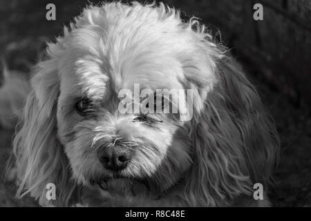 Ritratto in bianco e nero di un carino ma moody cercando Cavachon maschio cane (Canis lupus familiaris). Foto Stock