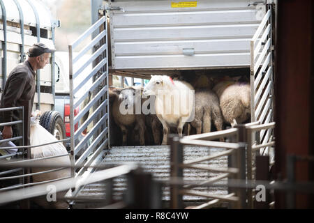 Pecore essendo scaricati in Llandeilo Mart Llandeilo Galles occidentale Gran Bretagna Foto Stock