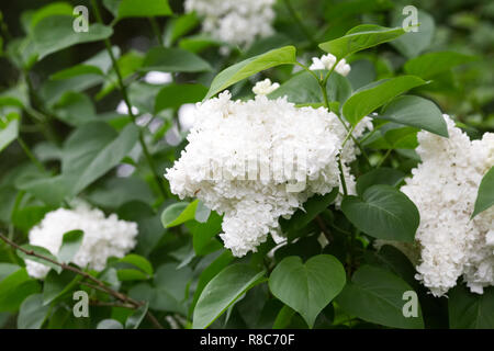 Syringa vulgaris 'Madame Lemoine' Fiori. Foto Stock