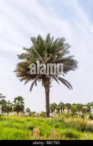 In prossimità della data di un albero / Palm Tree a Saadiyat Island Foto Stock