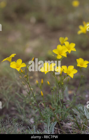 Bella wild fiore giallo chiamato linum flavum Dwarf Golden lino di Ucraina Foto Stock