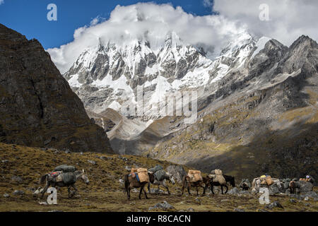 Muli e cavalli ai piedi di Gangchhenta (grande Tiger montagna), Gasa distretto, Snowman Trek, Bhutan Foto Stock