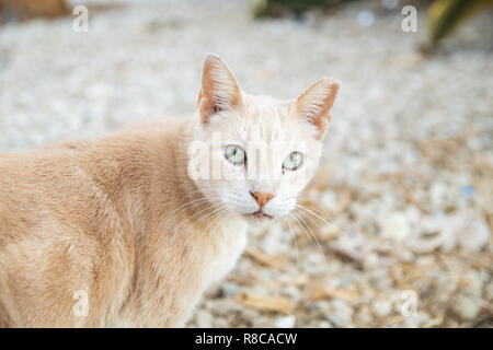 Lo zenzero gatto randagio close-up, guardare dritto verso la fotocamera al gatto punto di vista parco, in spiaggia Albufeira Algarve. Foto Stock