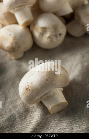 Materie organiche pulsante bianco di funghi in un grappolo Foto Stock