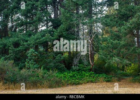 Asciugare il bordo del parco con alberi di pino e di edera Foto Stock