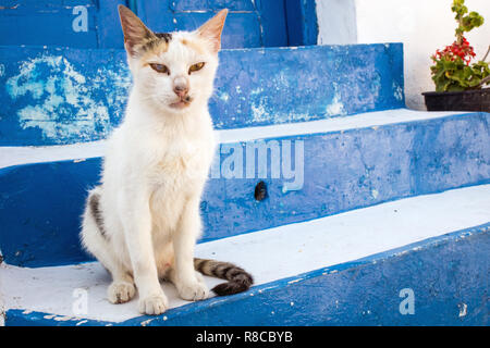 Un gatto in Grecia SANTORINI, seduti su scala blu rilassante. Viaggi e concetto di animale. Foto Stock