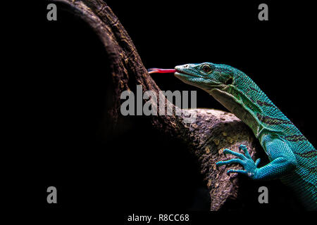 Varanus prasinus lizard di arrampicarsi su un albero con uno sfondo nero. Lizard, potenza, colore di sfondo e i concetti di sfondo. Foto Stock