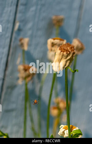 Dasies shasta appassite e morendo indietro nel mese di agosto il calore Foto Stock
